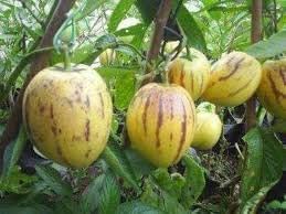 Solanum exotic fruit seeds