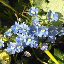Fairy Mirror Blue Gem Flower Seeds for Planting - 100 pcs