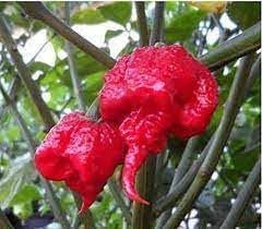 Carolina Vegetable Seeds for Planting, 100 Pcs pcs