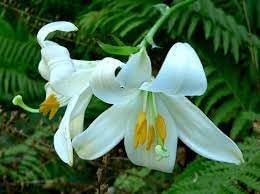 Lilium Flower Seeds – Non-GMO Seeds for Elegant Garden Planting