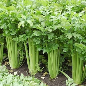 Celery Seeds for Planting - 100 Pcs pcs