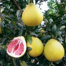 Pomelo fruit seeds for gardening