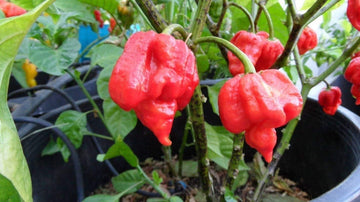 Trinidad Scorpion Pepper Seeds for Planting- heirloom & Non-GMO Seeds