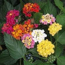 Lantana Mix Flower Seeds for Garden Planting - NON GMO Seeds