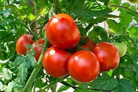 Giant Red Tomato Solanum lycopersicum for planting in urban garden