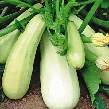 Bianco Di Trieste Zucchini Seeds for Planting - 100 Pcs pcs