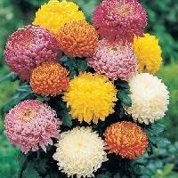 Organic Mixed Colors Chrysanthemum Flower Seeds for Planting – Heirloom, Non-GMO