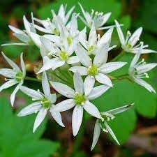 Ursinum Flower Seeds for Planting - NON GMO Seeds