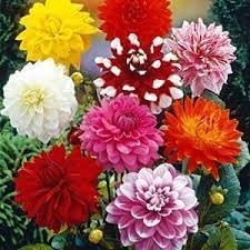 Mix Dahlia Pompon Flower Seeds for Planting -