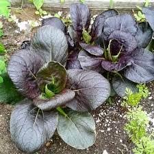 Dark Purple Bok Choy Seeds for Planting - 100 Pcs pcs