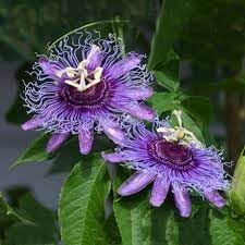 Passion Flower Seeds, Heirloom, Non-GMO Seeds for Planting