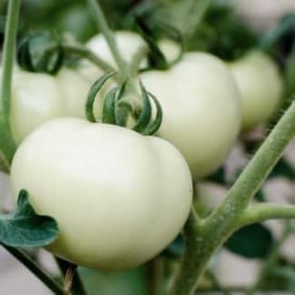 White Tomato Vegetable Seeds for Planting heirloom & Non-GMO Seeds