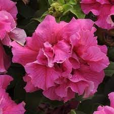 Pink Double Petunia Flower Seeds for Planting - Heirloom, NON-GMO Seeds - Vibrant Garden Blooms