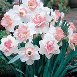 Pale Pink Narcissus Seeds for Planting – Heirloom, Non-GMO Organic Flower Seeds