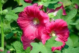 Malvarosa Flower Seeds for Planting - NON GMO Seeds