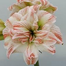 Amaryllis Barbados Flower Seeds â€“ Non-GMO, Heirloom Blooms for Tropical Garden Planting