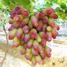 Grape Fruit Seeds for Planting - Red Green Color Variety, Ideal for Home Garden, GMO Free