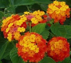 Wandelrose Flower Seeds for Planting, 100 pcs