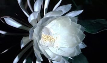 Silver Epiphyllum Flower Seeds 100 Pcs pcs