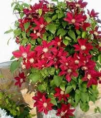Clematis Flower Seeds Maroon for Planting - NON GMO Seeds
