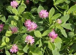 Heirloom Non-GMO Persian Clover Flower Seeds for Planting – Blooms for Pollinator Gardens