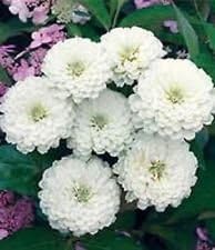 White Oklahoma Flower Seeds for Planting, 100 pcs