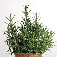 Rosemary Seeds for Ornamental and Edible Gardens-Heirloom & Non-GMO Seeds for planting – Fresh Herb for Your Garden