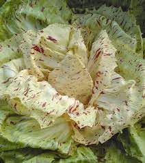 Castelfranco Radicchio Seeds for Planting - 100 Pcs pcs