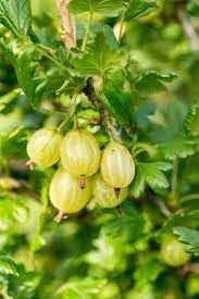 American Gooseberries (Ribes hirtellum) Fruit Seeds - Grow Tangy and Nutritious Gooseberries in Your Garden