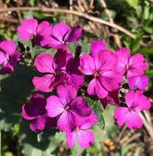 Lunaria Annua Flower Seeds for Planting, 100 pcs