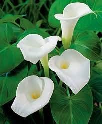 Calla Lily White Flower Seeds for Planting NON GMO Seeds