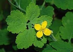Heirloom Chelidonium Majus Flower Seeds for Garden Planting, Non-GMO, Medicinal Yellow Blooms for Borders