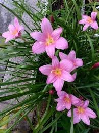Zephyranthes Flower Seeds for Planting - 100 pcs