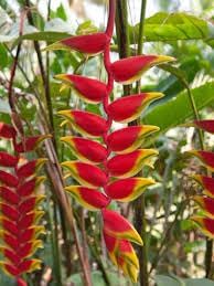 False Bird of Paradise Flower Seeds – Heirloom Non-GMO Seeds for Tropical and Ornamental Garden Planting