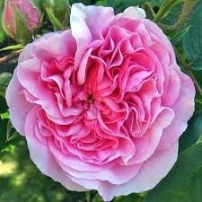 Damask Rose Bush Seeds for Planting â€“ Heirloom, Non-GMO Flower Seeds for Gardens for planting in home garden