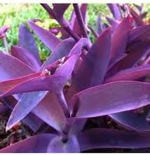 Tradescantia Pallida Plant Seeds for Planting - NON GMO Seeds