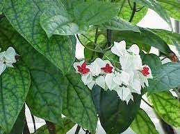 Clerodendrum Thomsonae Flower Seeds for Planting - 100 Pcs pcs