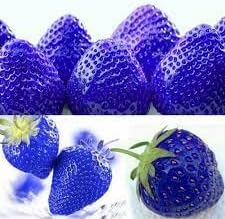 Blue Strawberry Fruit Seeds for Planting - A Sweet and Versatile Fruit for Your Garden 100 Pcs pcs