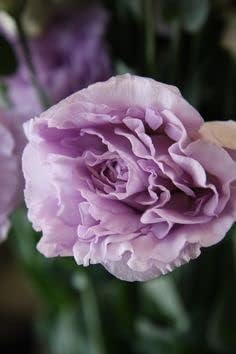 Lavender Eustoma (Lisianthus) Flower Seeds for Planting - Heirloom, NON-GMO, Easy to Grow for planting in your garden.
