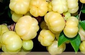 Starfruit Seeds for Growing Sweet and Exotic Tropical Fruit Trees 100 Pcs pcs