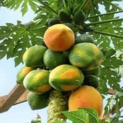 Yellow-green papaya fruit seeds
