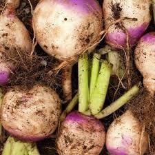 Rutabaga Vegetable Seeds for Planting heirloom & Non-GMO Seeds
