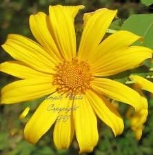 Yellow Rotundifolia Flower Seeds for Planting, 100 pcs