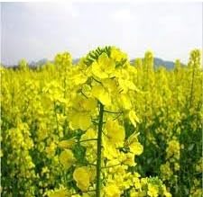 Rapeseed Flower Seeds for Planting - 100 pcs