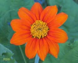 Orange Mini Sunflower Seeds for Planting â€“ Bright Dwarf Blooms, Easy to Grow, Ideal for Home Gardens for planting in home garden
