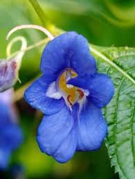 Blue Impatiens Flower Seeds for Planting - 100 pcs