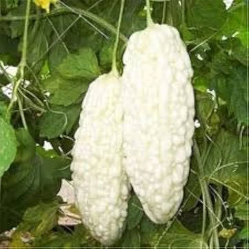 White Bitter Melon Vegetable Seeds