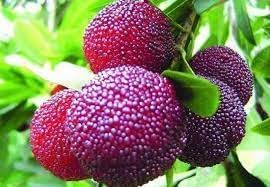 Purple Arbutus Bayberry Arbutus unedo seeds for planting in home garden