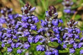 Bugle Flower Seeds for Garden Planting - 100 pcs