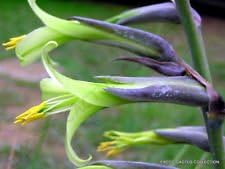Green Puya Mirabilis Flower Seeds for Planting - NON GMO Seeds